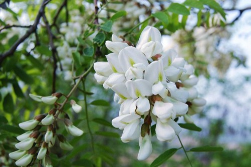 槐树花图片，槐树花图片高清大图