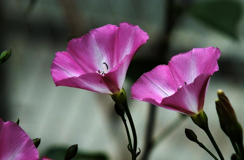 打碗花介绍 怎么区分打碗花和牵牛花